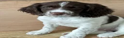 English Springer Spaniel dogs for sale: *Only 1 stunning boy left*KC English Springer - Advert 11