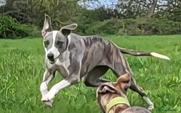 Whippet dogs for sale: Adult Female & Male Whippets Need New Home! - Image 1