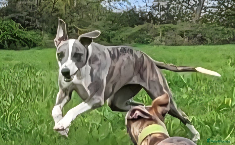 Whippet dogs - Advert 1
