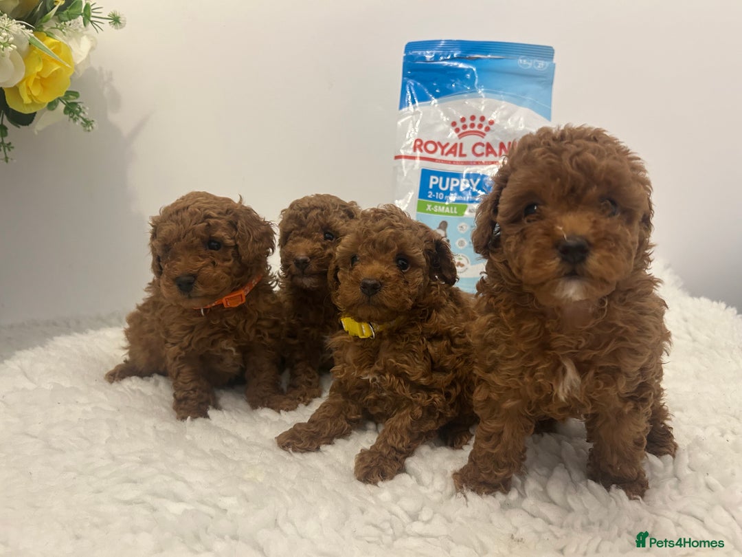 Toy Poodle dogs for sale: Kc registered,  fox red (Tiny) Toy poodles  - Image 9