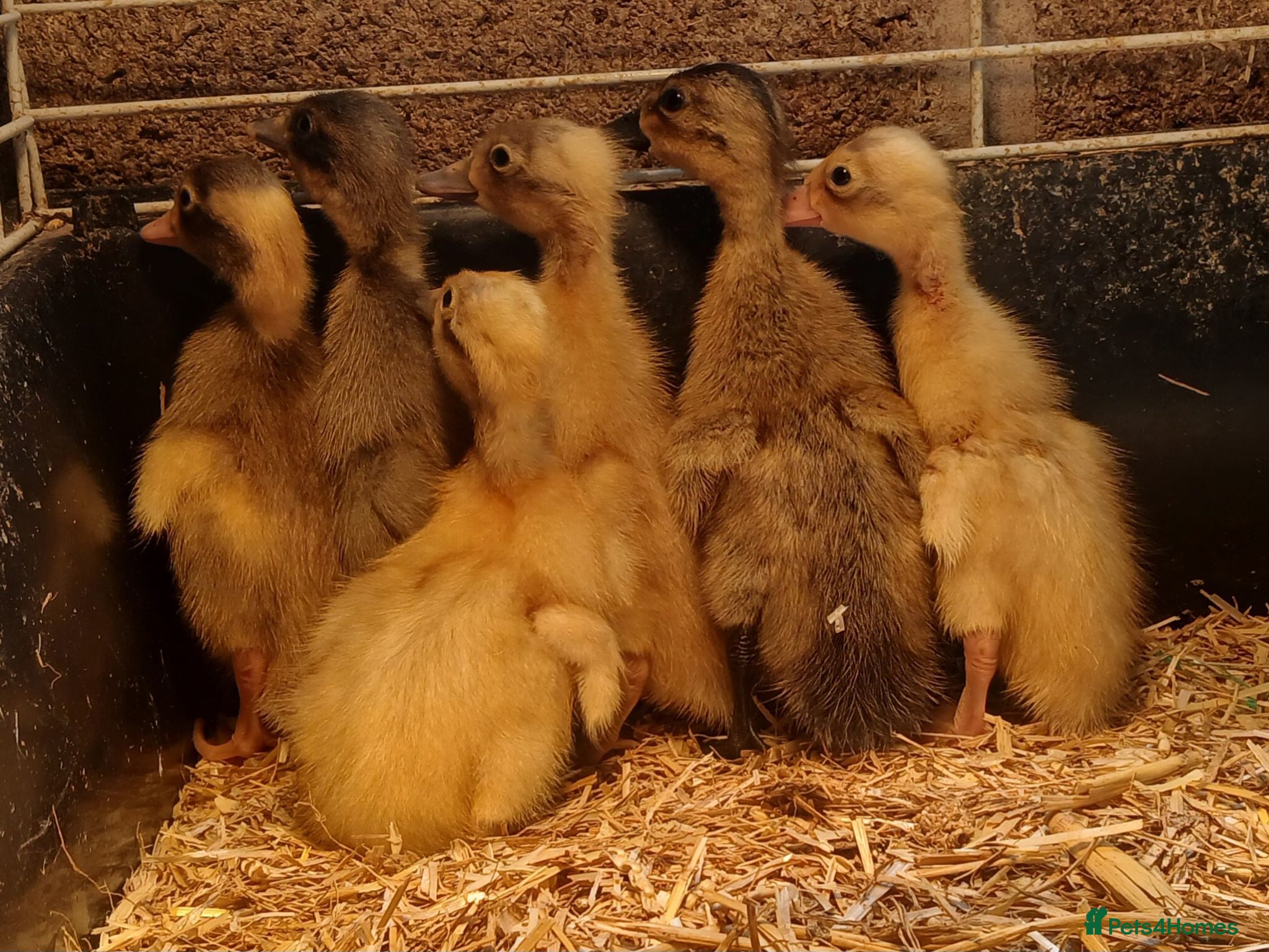 Ducks poultry Indian runner female ducklings - Advert 1