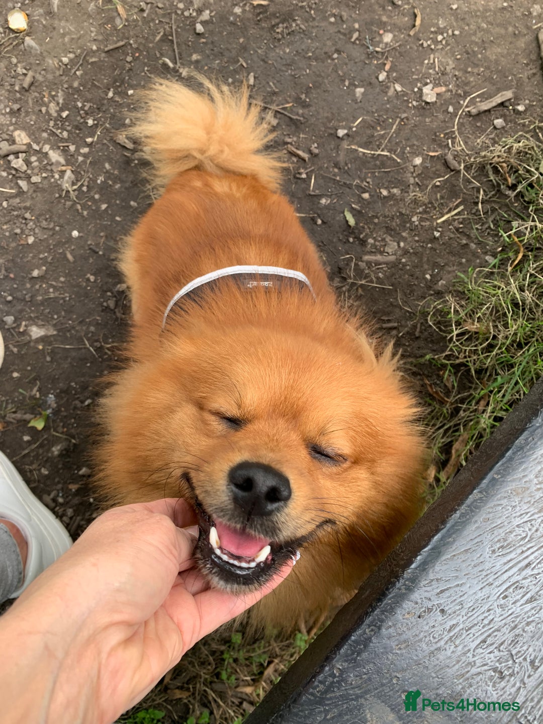 Pomeranian dogs for sale: Gorgeous boy pom - Image 2