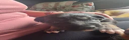 Mixed Breed dogs for sale: Beautiful Huntaway X Collie Pups - Advert 22