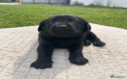Labrador Retriever dogs for sale: 10 Beautiful black Labrador puppies - Image 15