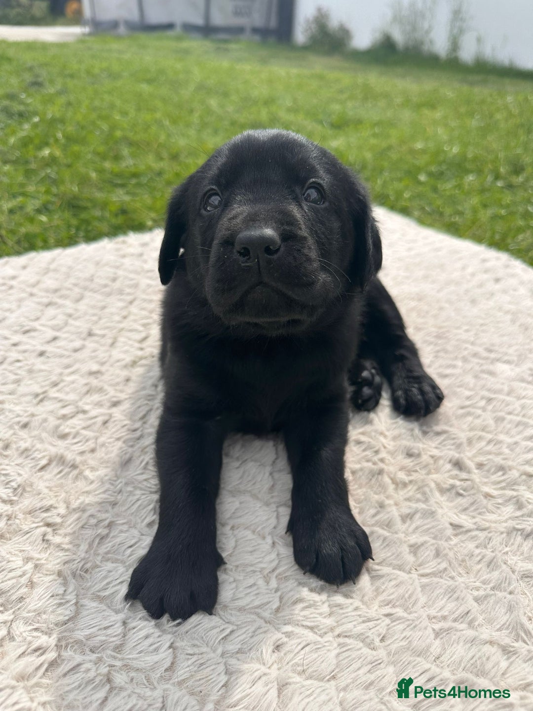Labrador Retriever dogs for sale: 10 Beautiful black Labrador puppies - Image 15