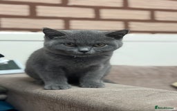 British Shorthair cats for sale: British shorthair  - Image 6