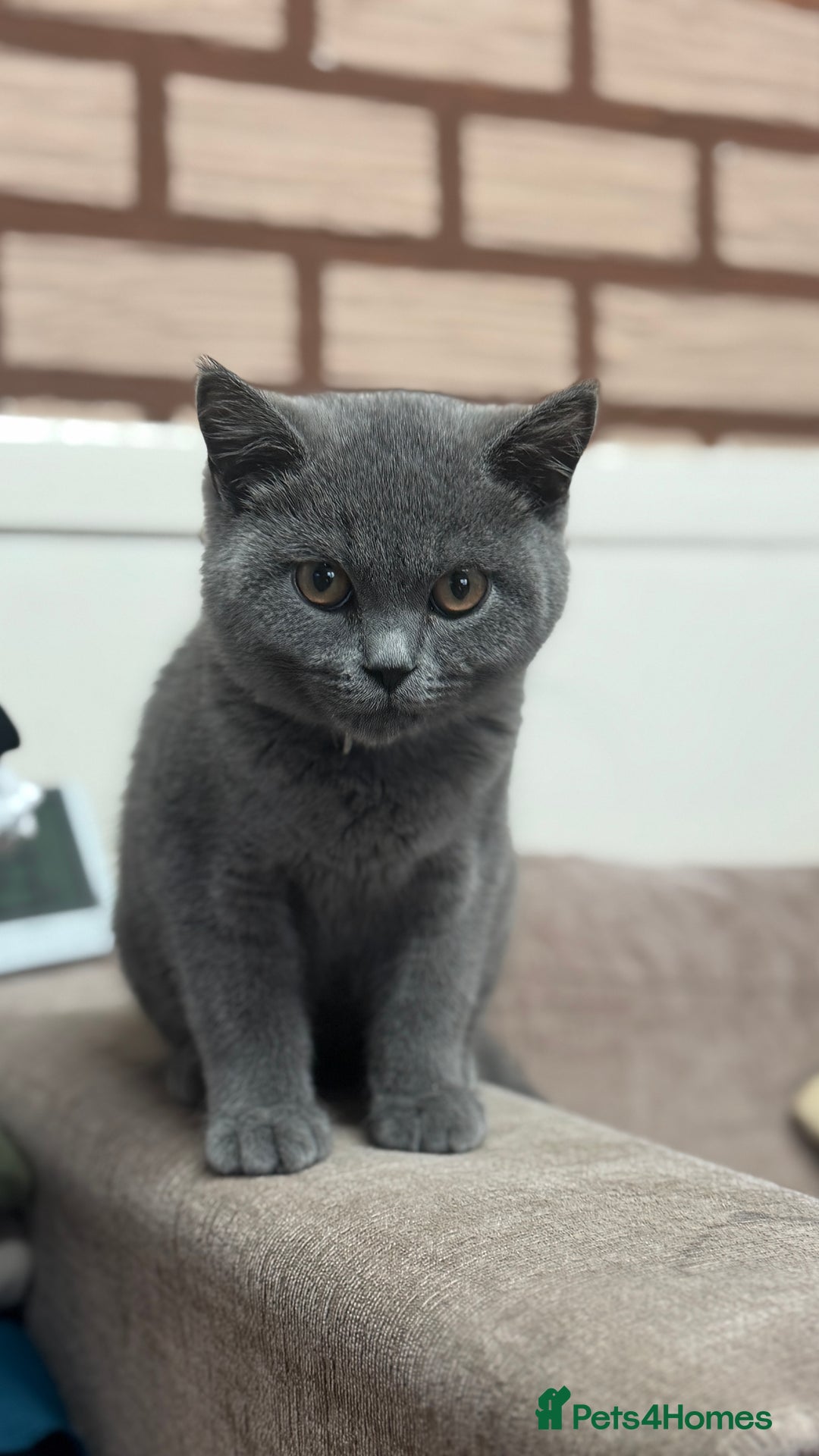 British Shorthair cats for sale: British shorthair  - Image 6