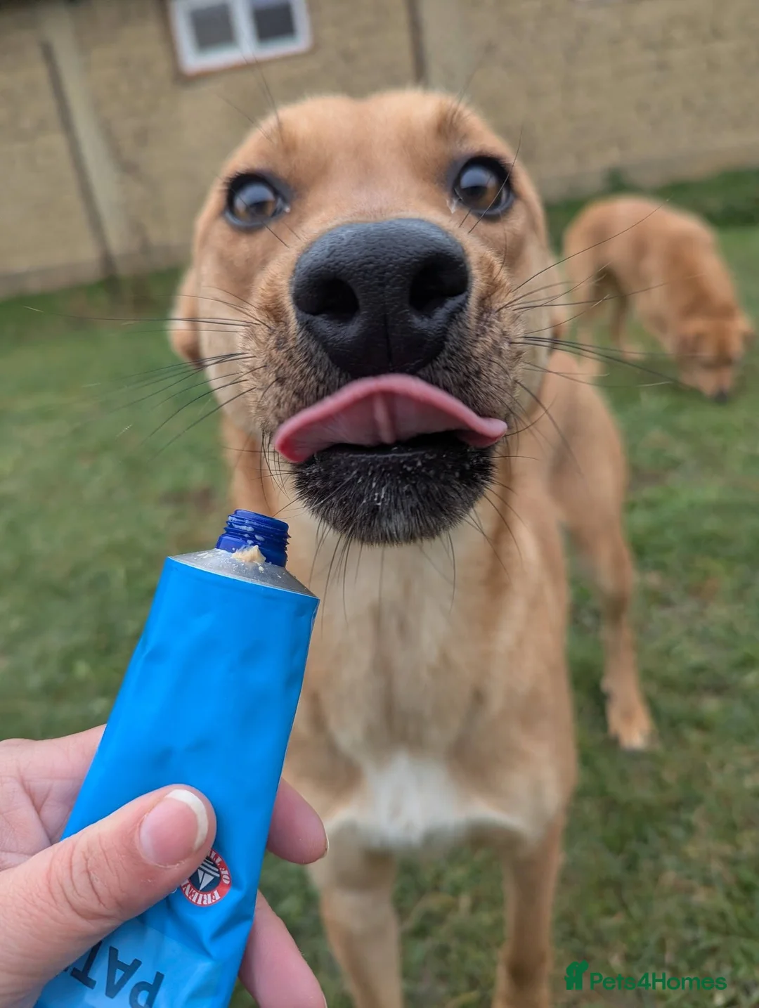 Mixed Breed dogs for adoption: Sandy for adoption - Advert 6