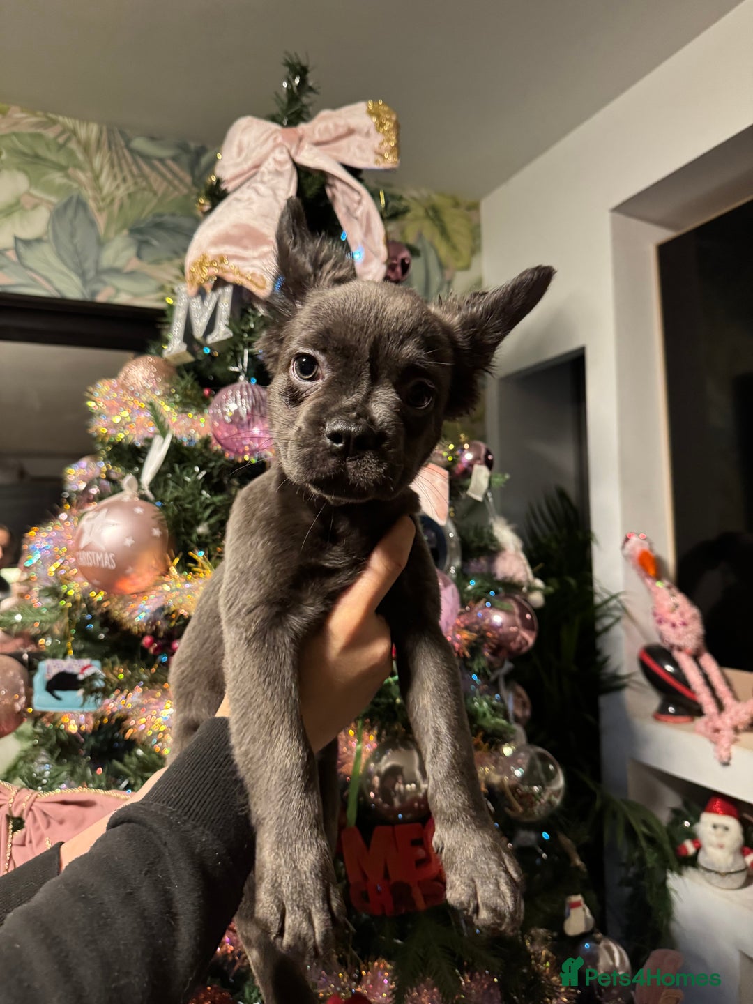 French Bulldog dogs for sale: KC registered! Fluffy frenchies PRICE DROPPED  - Advert 25