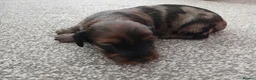 Miniature Dachshund dogs for sale: Miniature dachshunds - Advert 18