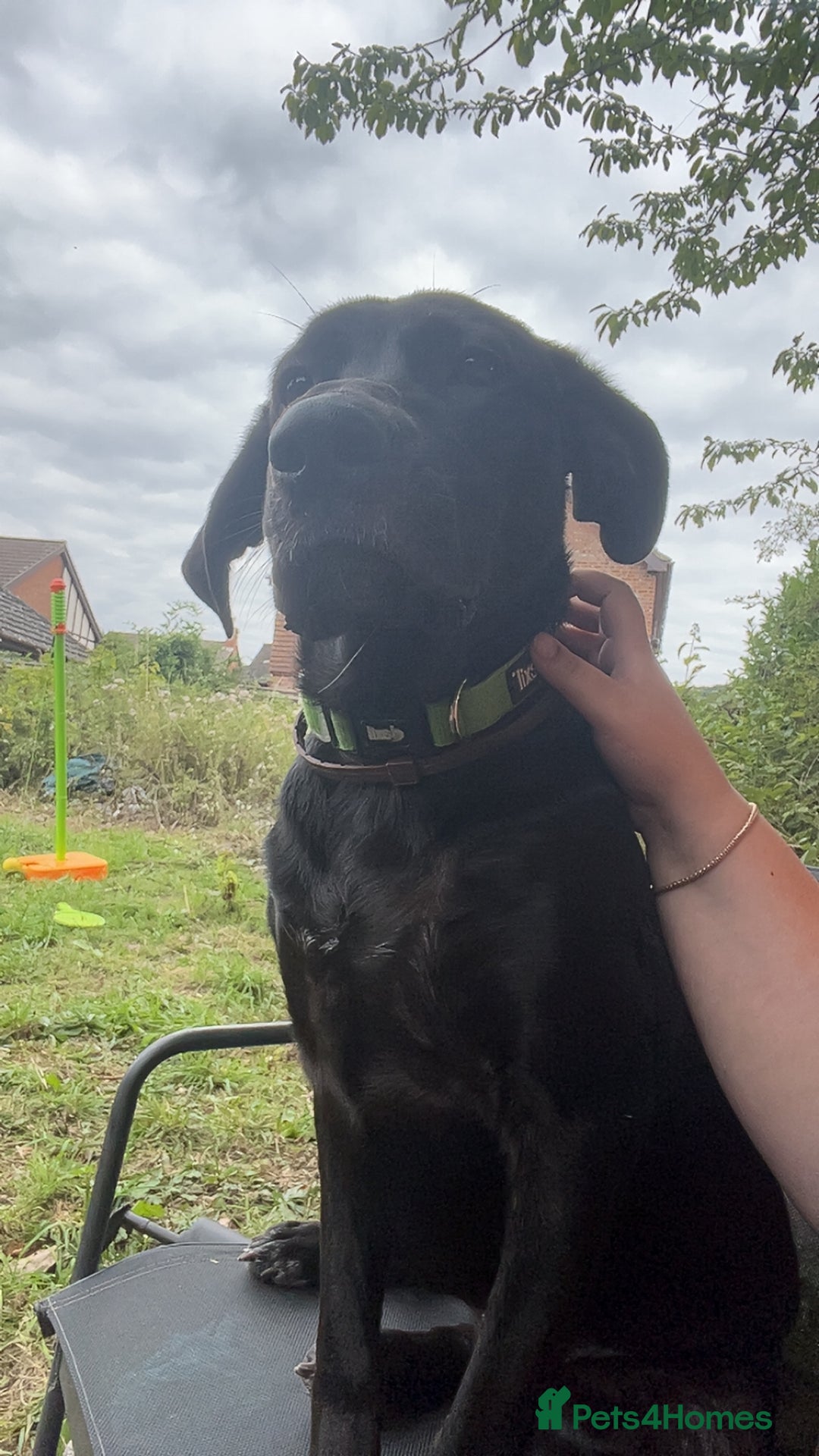Mixed Breed dogs for sale: Willow the dog - Image 1