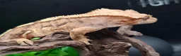 Gecko reptiles for sale: Beautiful Crested Gecko's ready for new homes  - Advert 3