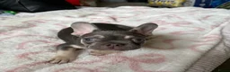 French Bulldog dogs for sale: KC Registered french bulldogs  - Advert 6