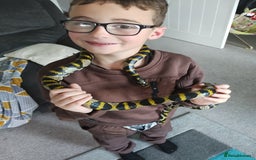 Rat Snake reptiles for sale: Mandarin rat snake and vivarium  - Image 2