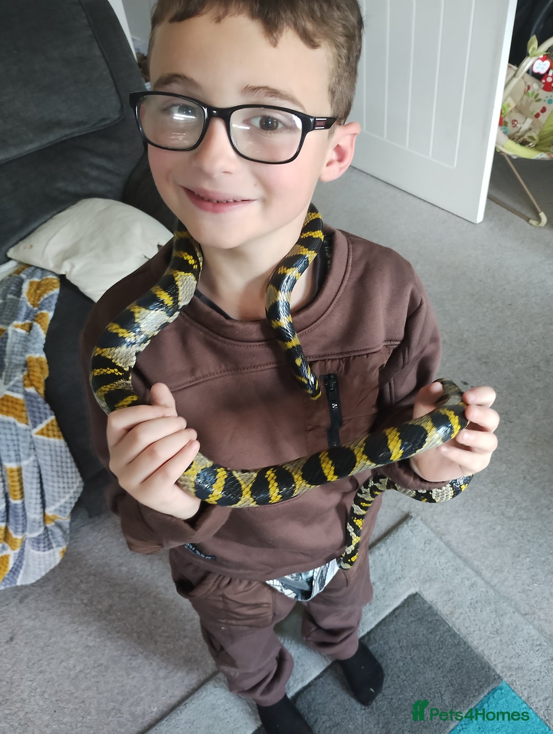 Rat Snake reptiles for sale: Mandarin rat snake and vivarium  - Image 2