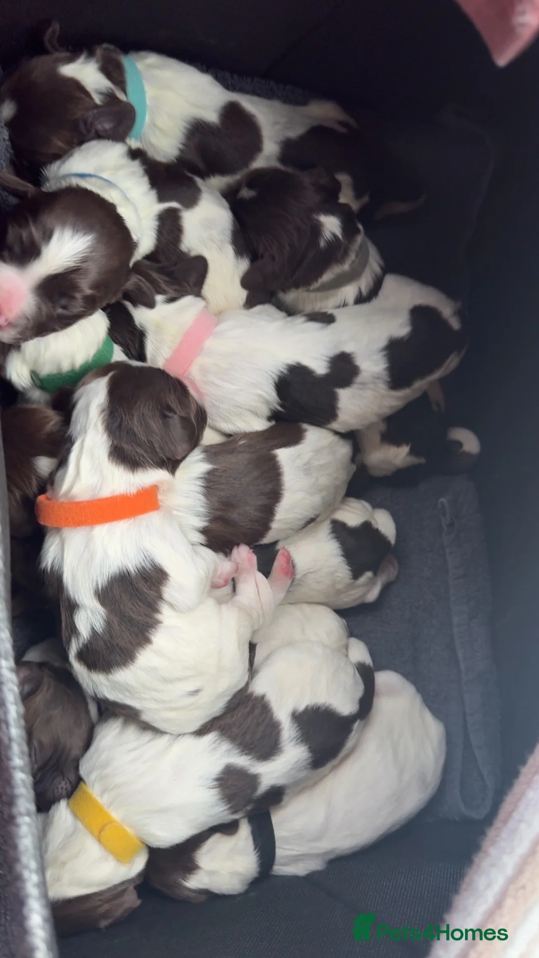 English Springer Spaniel dogs for sale: Final 2 Boys Available from Litter of 11 - Advert 6