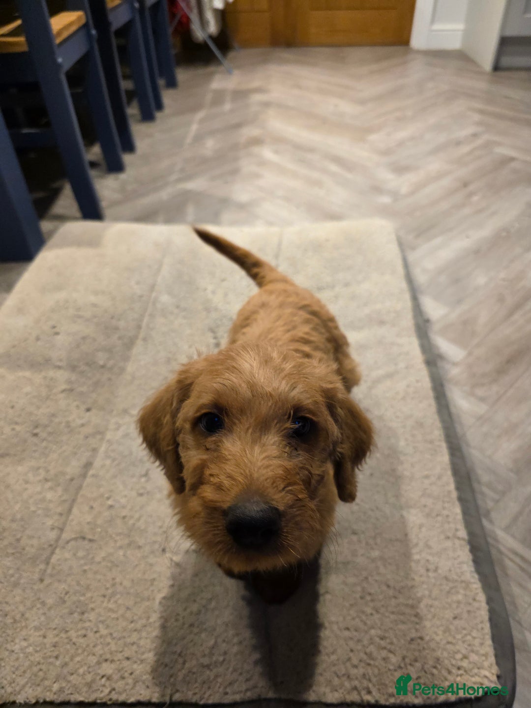 Labradoodle dogs for sale: F1 labradoodles - Image 11