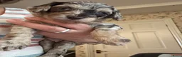 Cockapoo dogs for sale: Outstanding F1B Cockapoo Puppies - Lovely Colours - Advert 3