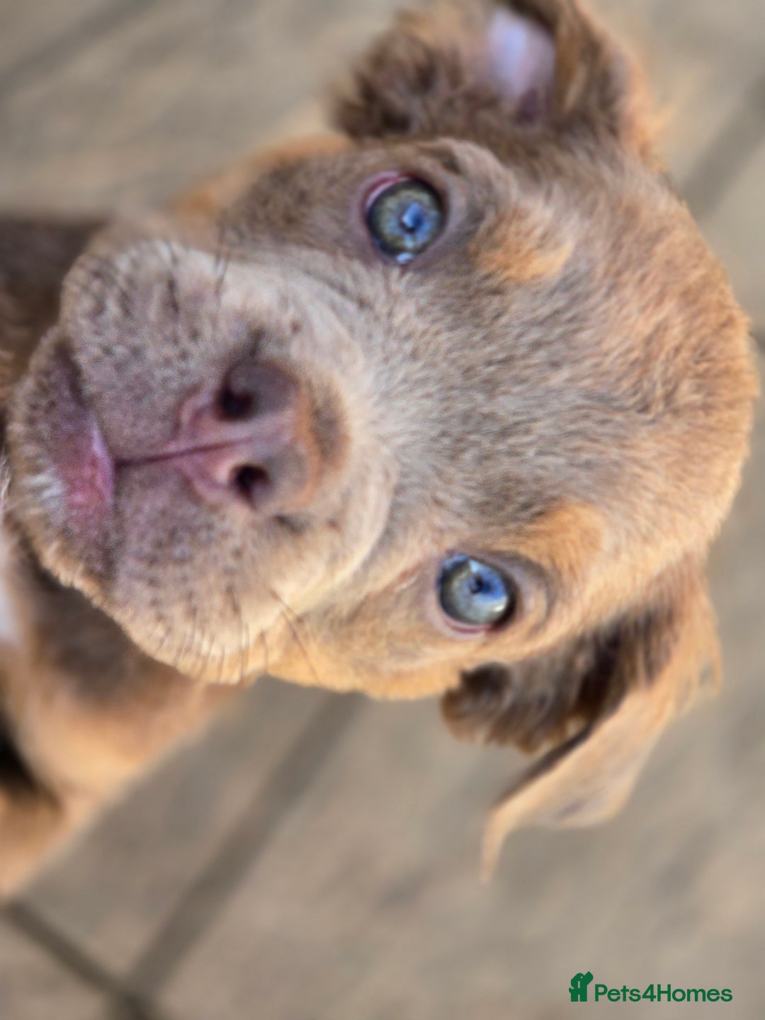 Olde English Bulldogge dogs for sale: Old english bulldoggee mammut/mammoth - Image 26
