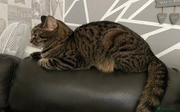 Mixed Breed cats for sale: Male tabby cat - Image 3
