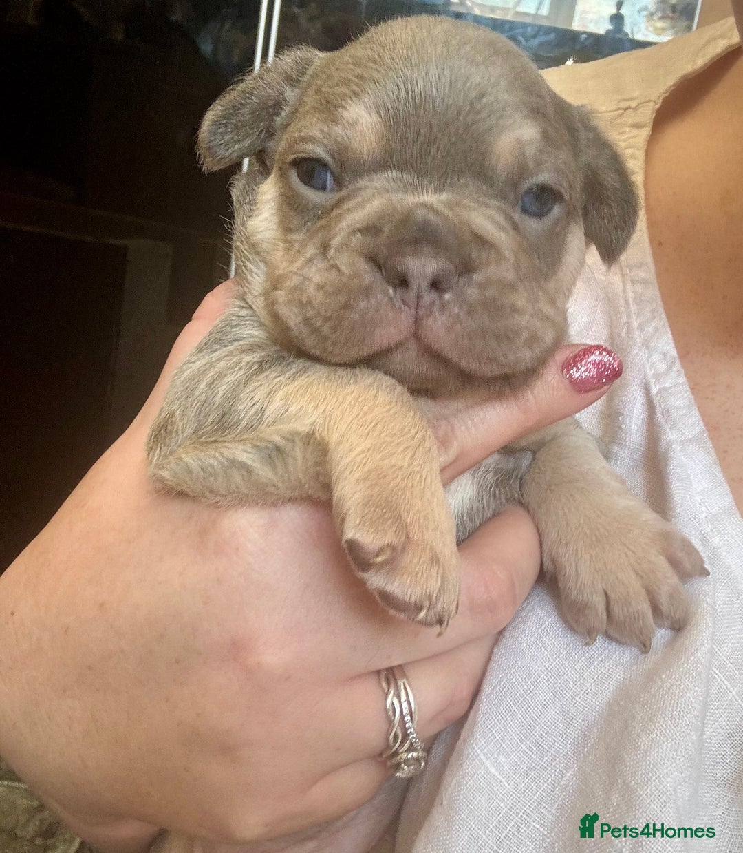 French Bulldog dogs for sale: ONE FEMALE LEFT -gorgeous grey French Bulldogs - Image 16