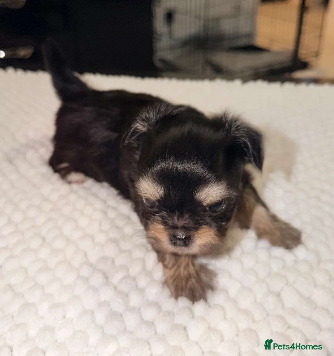 Mixed Breed dogs for sale: Fluffy Malchi puppies  - Advert 17