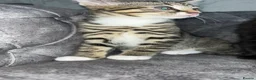 Domestic Shorthair cats for sale: Gorgeous kittens tabby and black  - Advert 34