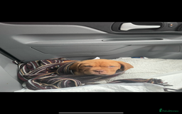 Dogue De Bordeaux dogs for sale: Dogue De Bordeaux 3 years old female  - Image 4
