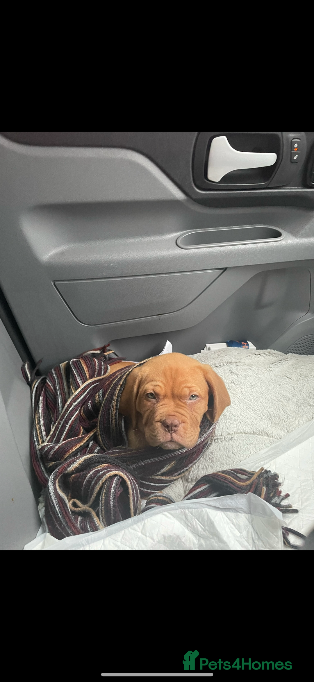 Dogue De Bordeaux dogs for sale: Dogue De Bordeaux 3 years old female  - Image 4