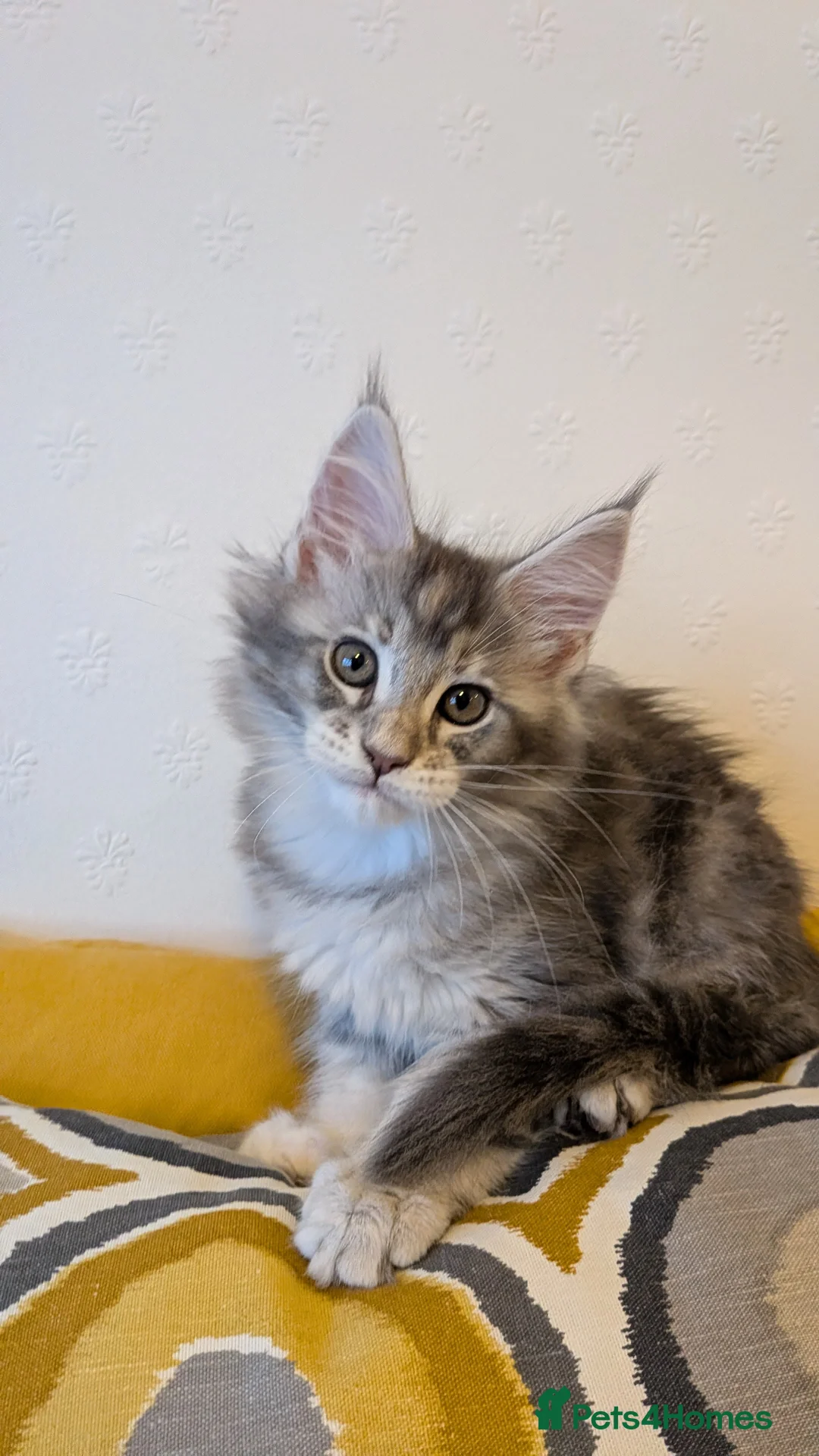 Maine Coon cats for sale: 🏅GCCF🏅 pure maine coon kittens  - Advert 8