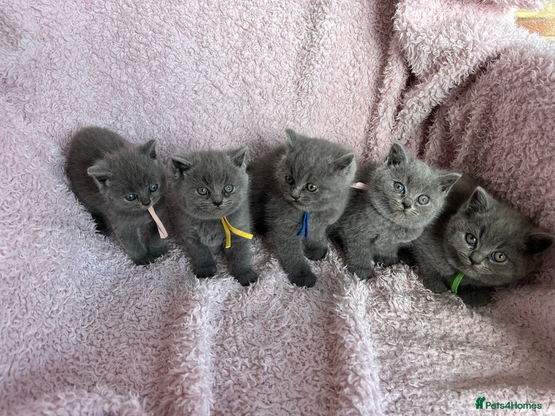 British Shorthair cats for sale: **5 Chunky pure breed BSH Kittens for sale** - Image 2