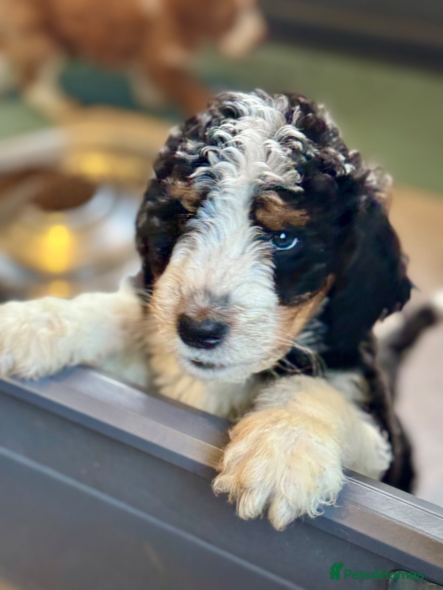 Bernedoodle dogs Female standard size F1b BERNEDOODLE pup's ❤️ - Advert 1