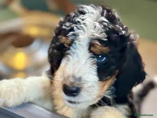 Bernedoodle dogs Female standard size F1b BERNEDOODLE pup's ❤️ - Advert 1