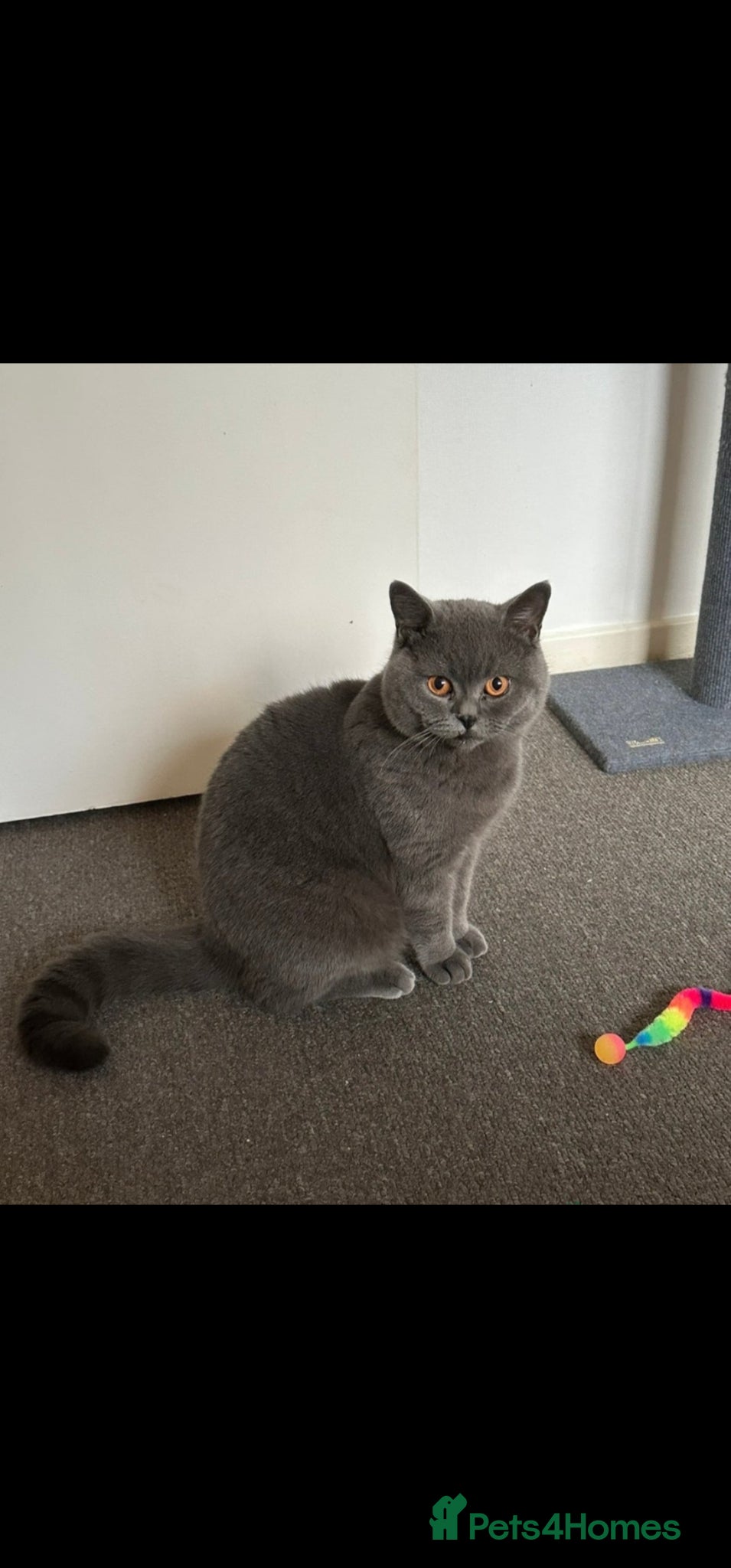British Shorthair cats British shorthair male - Advert 1