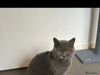 British Shorthair cats British shorthair male - Advert 1