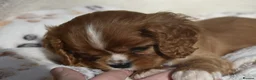 Cavalier King Charles Spaniel dogs for sale: FULLY HEALTH TESTED KC CAVALIERS PUPPIES - Advert 19