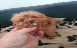 Cavapoo dogs for sale: Cavapoos  - Image 11