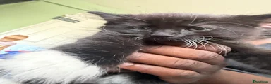 Mixed Breed 3