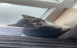 Bengal cats for sale: Beautiful kittens💕 - Advert 10