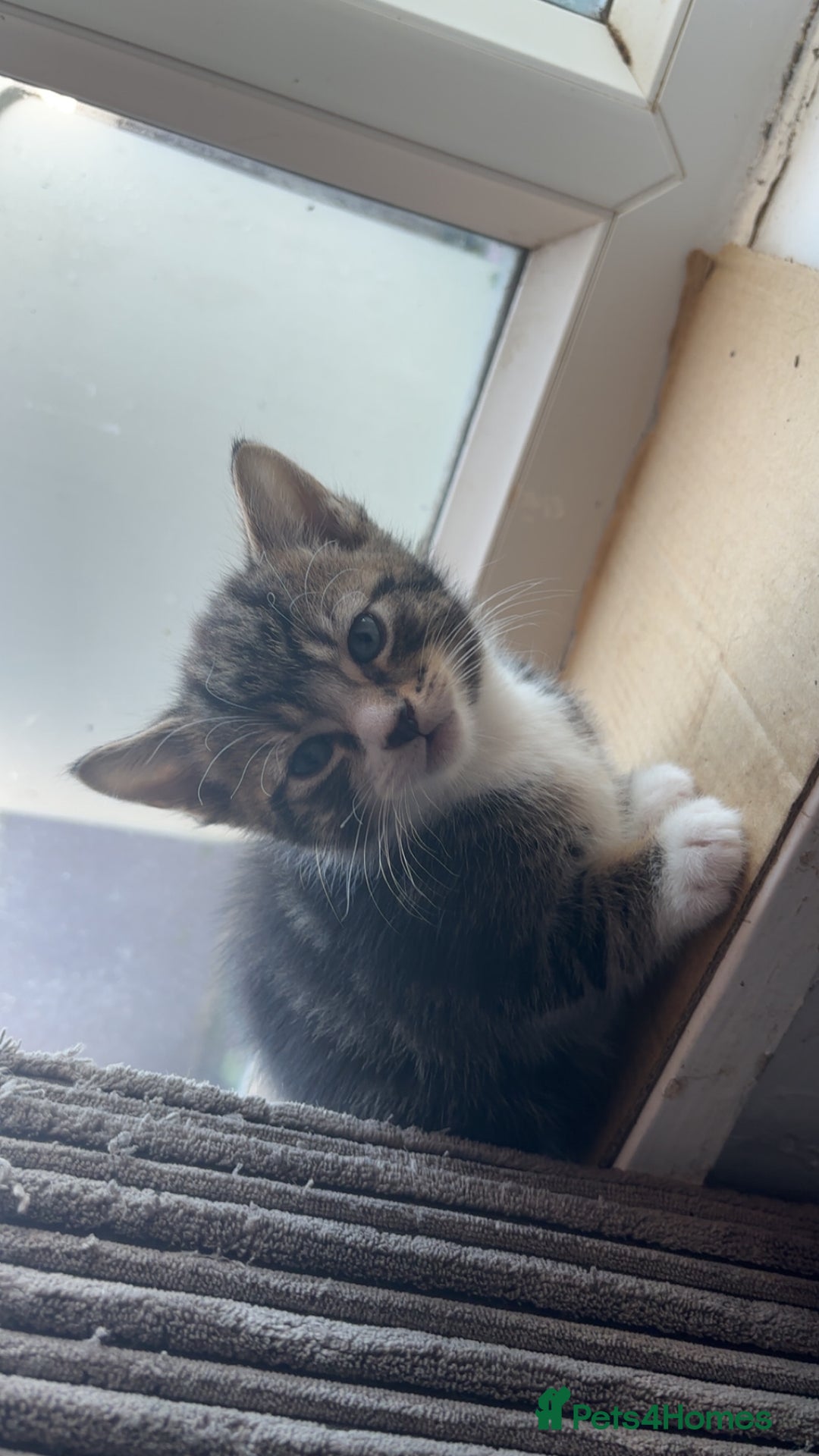 Bengal cats for sale: Beautiful kittens💕 - Advert 10