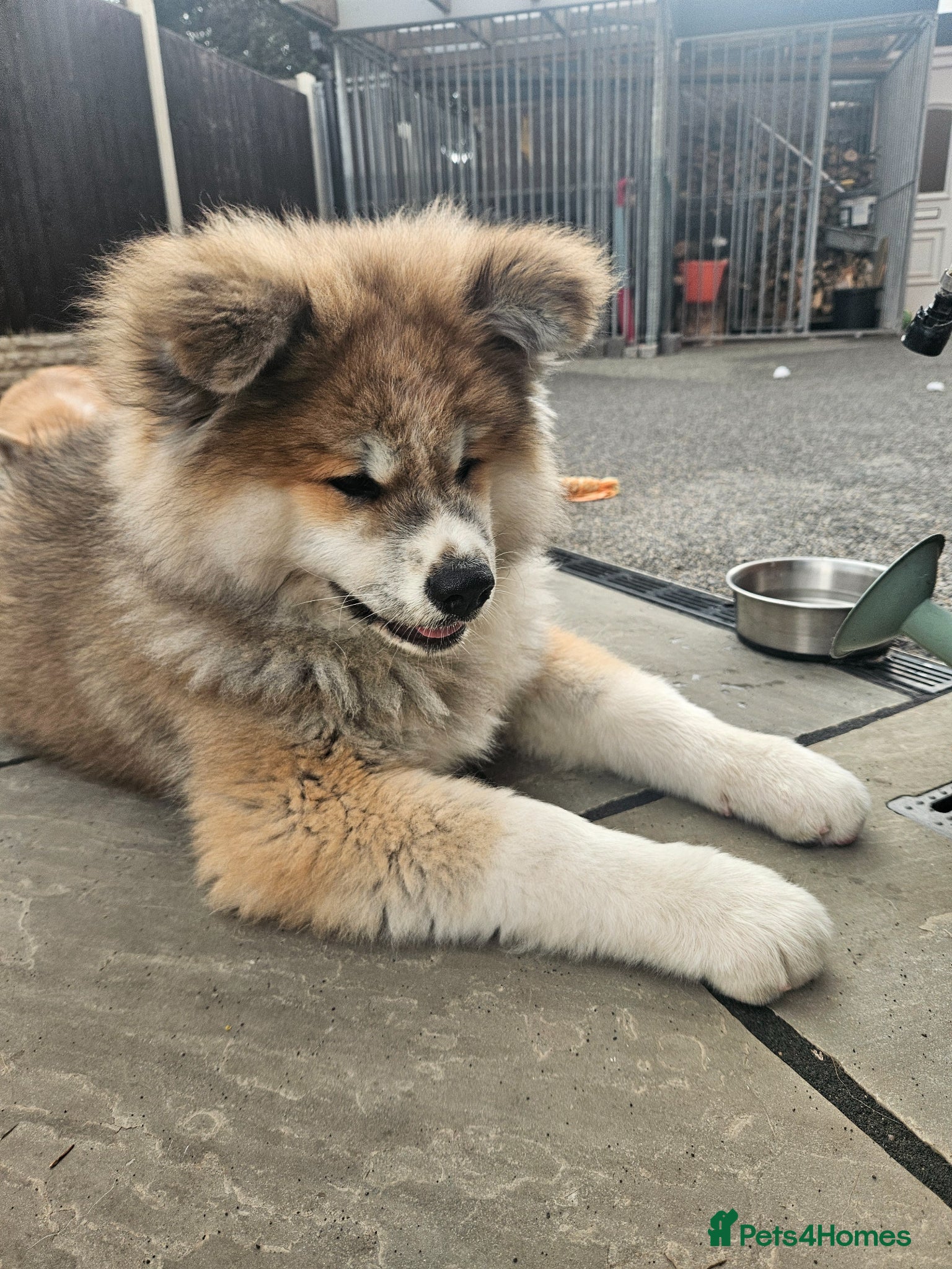 Japanese Akita Inu dogs for sale: RKC Registered Long-Coat Female - Advert 10