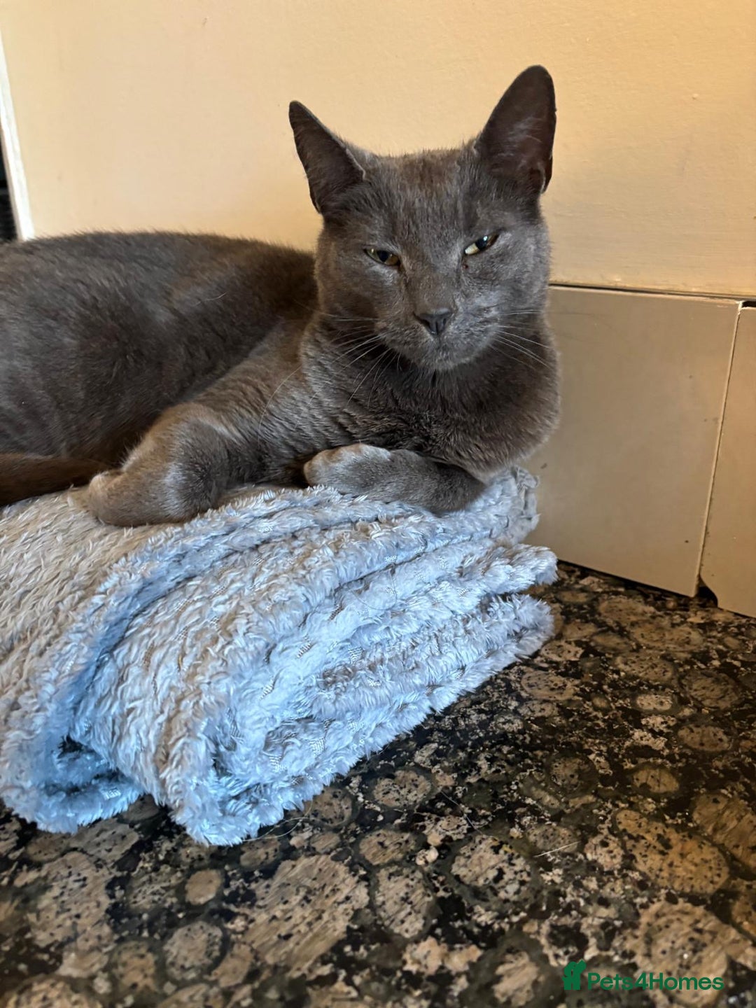 Mixed Breed cats for sale: Ragamese x Russian Blue - Image 4