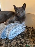 Mixed Breed cats - Advert 7