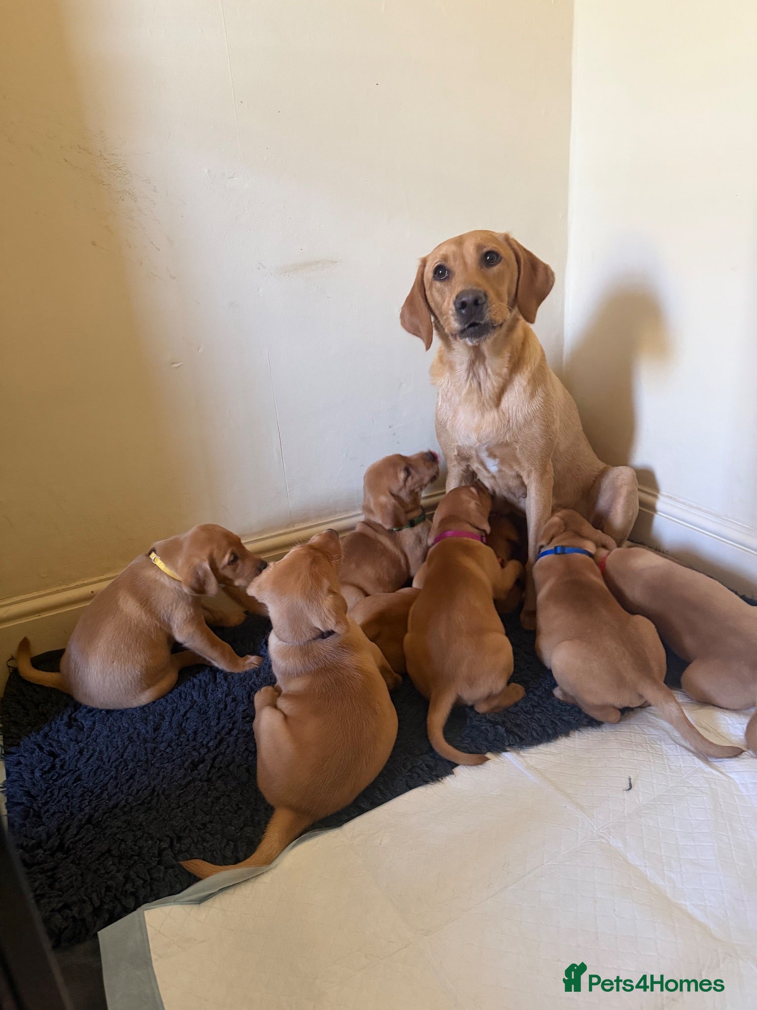Labrador Retriever dogs 🐾Outstanding KC Fox Red Lab Puppies🐾 - Advert 6