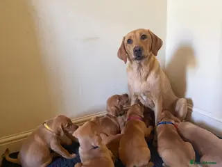 Labrador Retriever dogs 🐾Outstanding KC Fox Red Lab Puppies🐾 - Advert 6