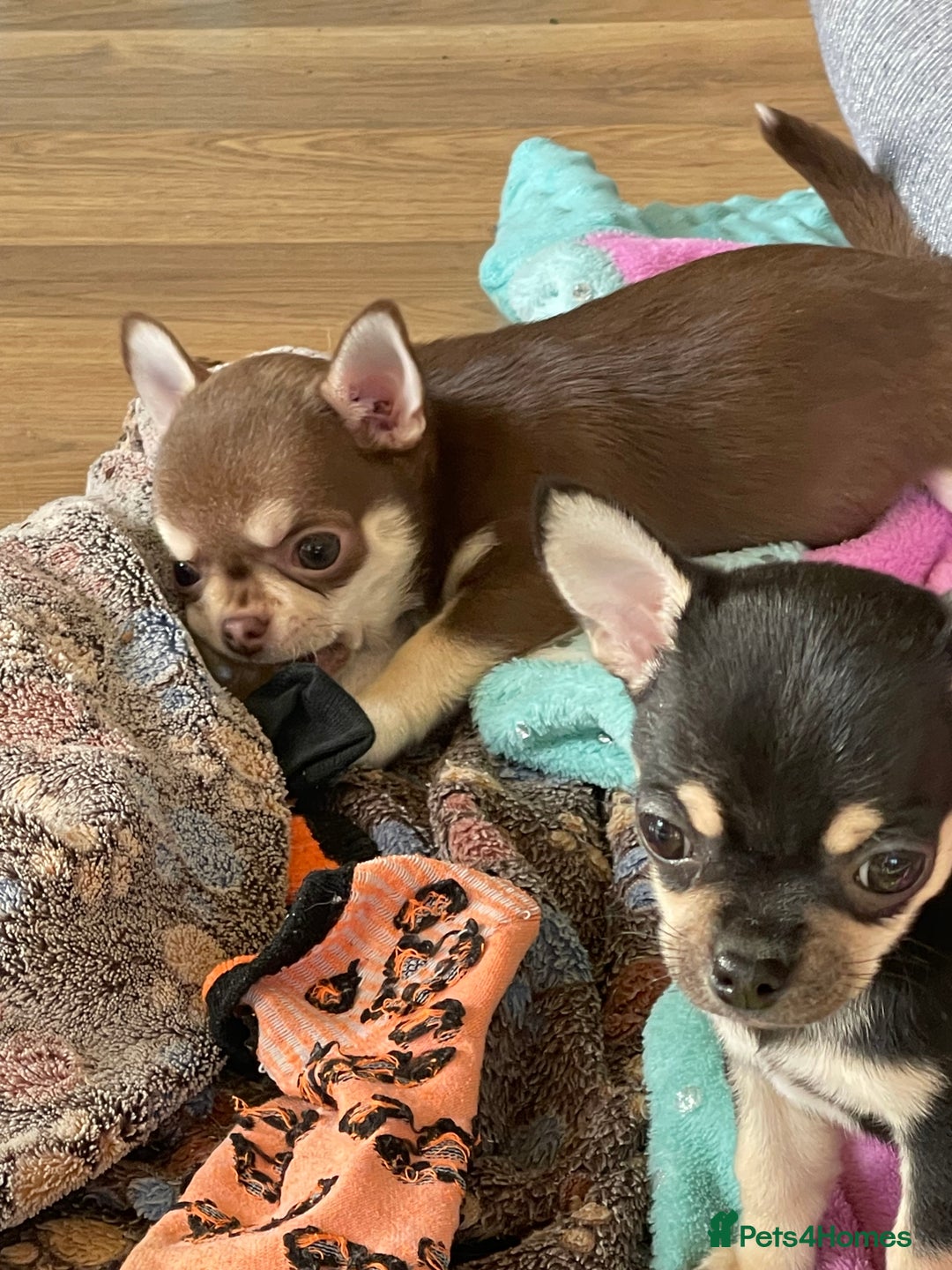 Chihuahua dogs for sale: KC Chihuahuas 🇬🇧 bloodline 5 🌟 - Image 2