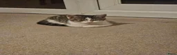 British Shorthair cats for sale: LAST Gorgeous kitten ready to go - Advert 2