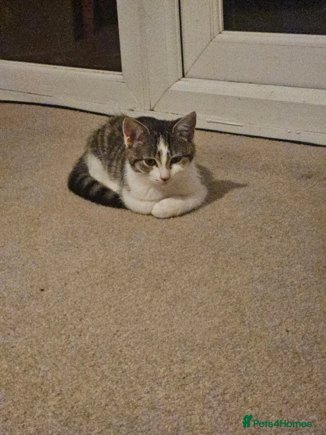 British Shorthair cats for sale: LAST Gorgeous kitten ready to go - Advert 2