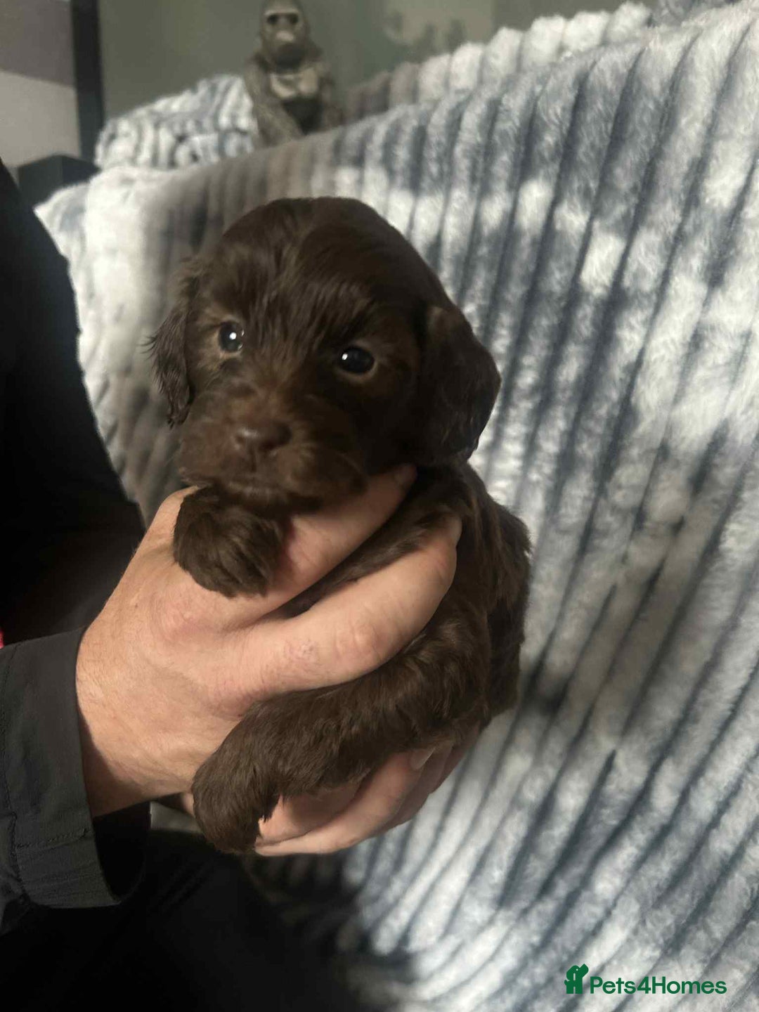 Cockapoo dogs for sale: F1B cockapoo  - Image 10