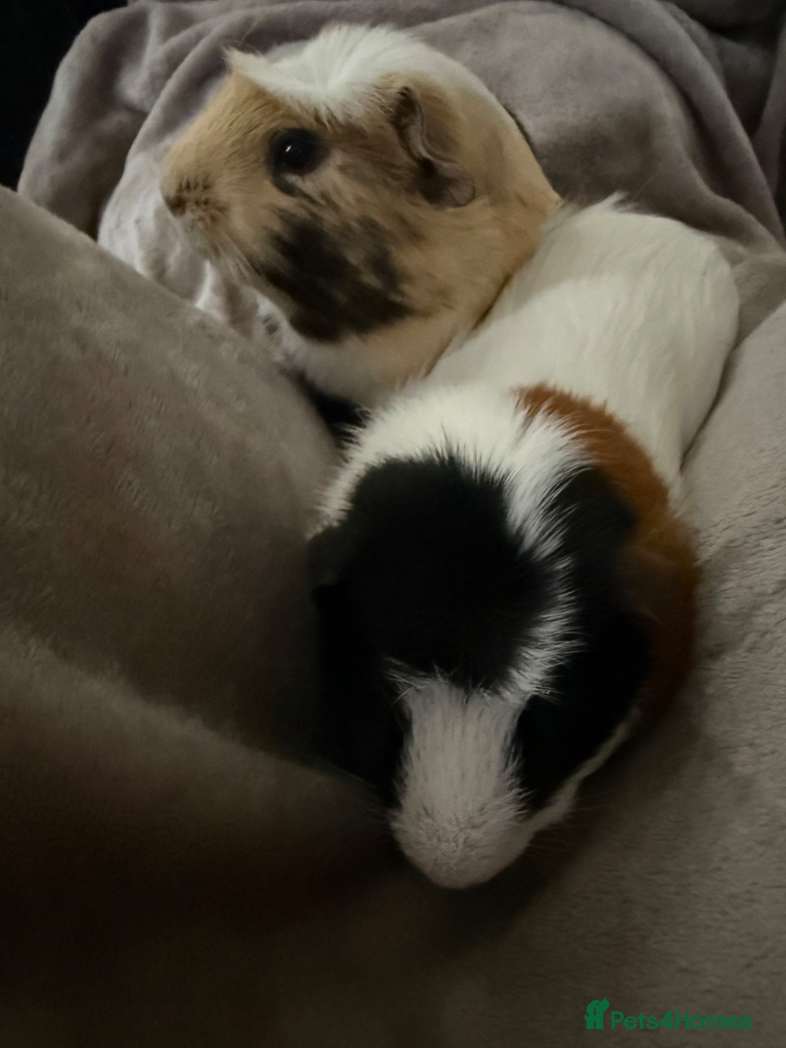 Guinea Pig rodents guinea pigs  - Advert 1